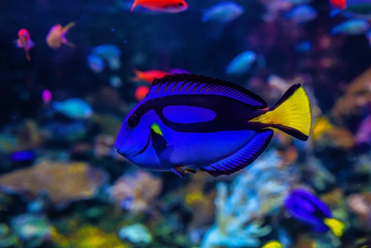 Állatok örökbefogadása Tropicarium Budapest 2026 – válj egy egzotikus kedvenc gazdájává!