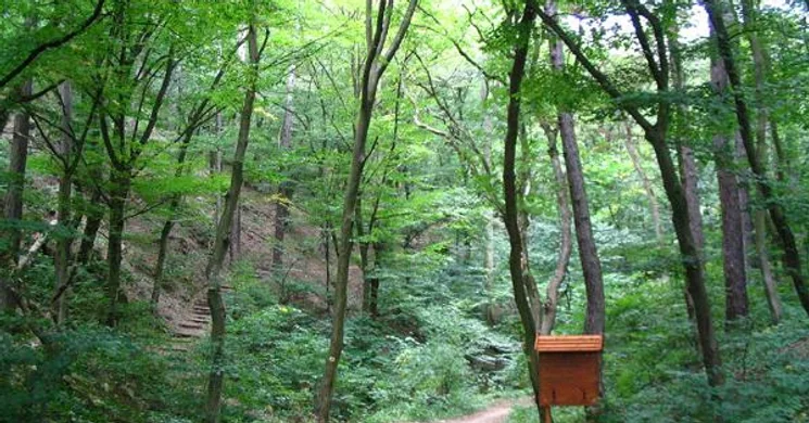 Koloska-völgy tanösvény Balatonfüred, ökotúra a Balatonnál