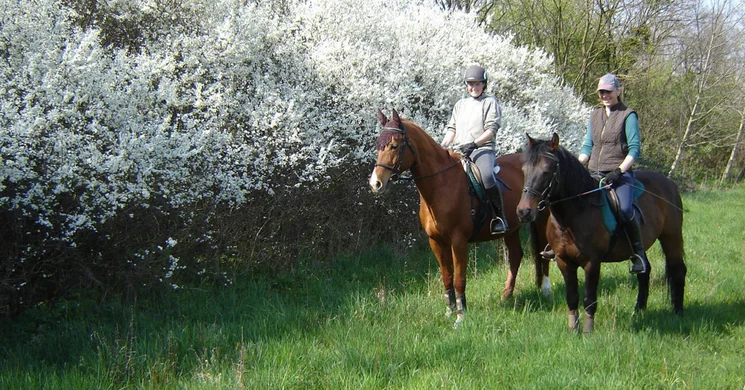 Unicornis Lovasterápia és Lovasközpont