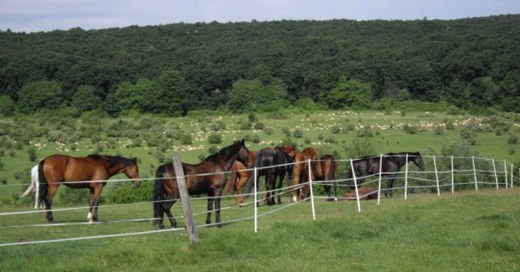 Brandmajor Lovasudvar Sopron