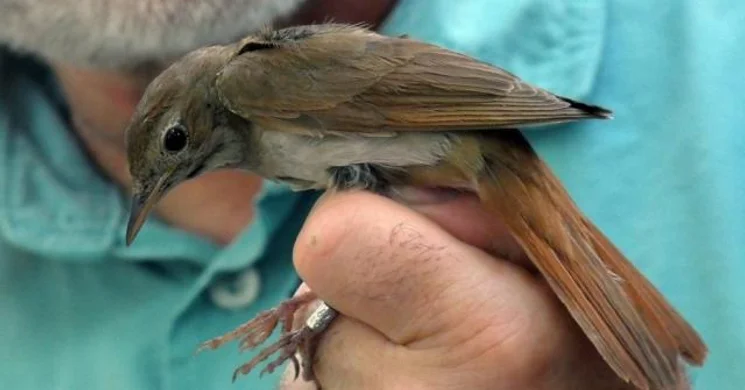 Madarak és Fák Napja a Duna-Dráva Nemzeti Parkban 2025