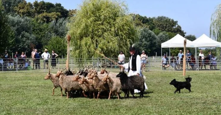 Magyar Pásztorkutyák Terelőversenye 2026 Szaporca