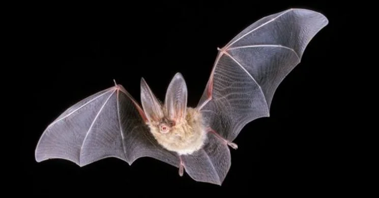 Denevérnap az Abaligeti-barlangban 2025