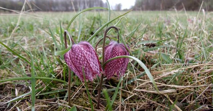 Üde rétek tanösvény, kirándulás, túra a Drávaszentesi réteken, ligeterdőkben