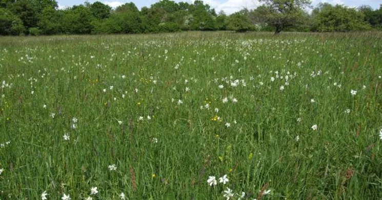 Babócsai Basa-kert tanösvény séta a Duna-Dráva Nemzeti Parkban