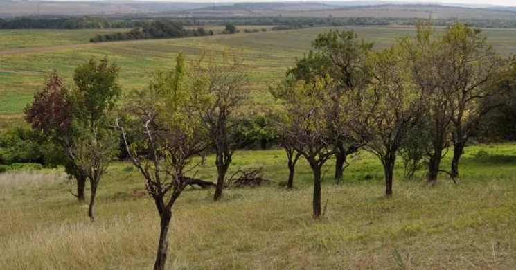 Túra a Nagy-Mező Arany-hegy természetvédelmi területen