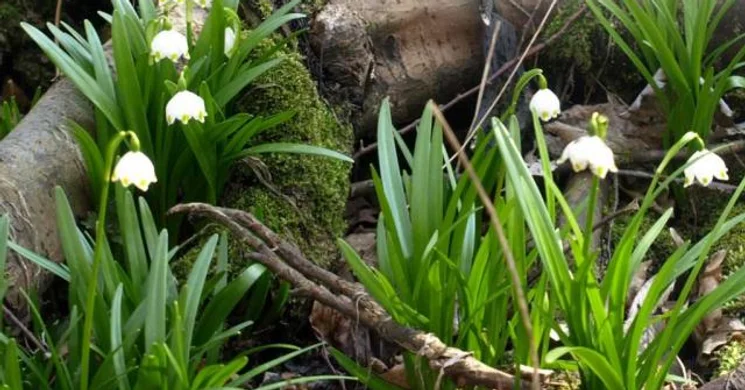 Tőzike-tanösvény, kirándulás a Boronka-melléki Tájvédelmi Körzetben