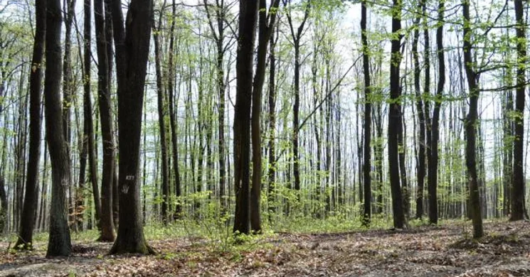 Fekete harkály tanösvény Kaposvár-Töröcske, ökotúra a Zselicben, a Duna-Dráva Nemzeti Park területén
