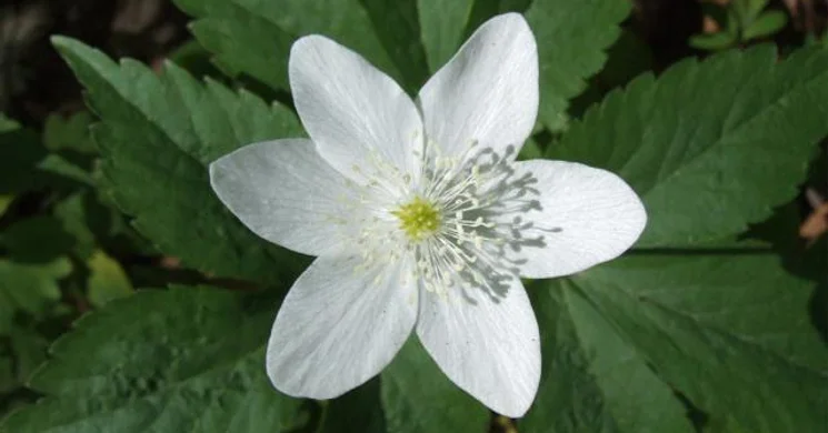 Zákány - Őrtilosi Vasút-oldal túraútvonal