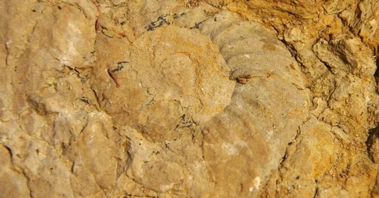 Ammonitesz tanösvény, geotúra a villányi Mészhegyen