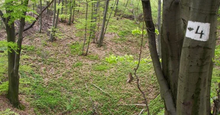 Denevér-tanösvény