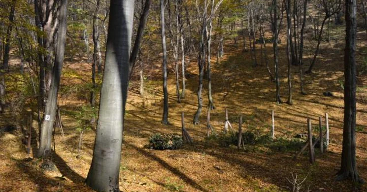 Pro Silva tanösvény - Kismély-völgy