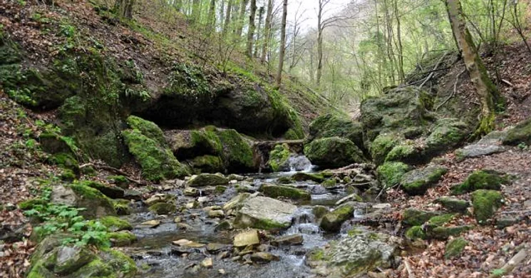 Pro Silva tanösvény Óbánya, ökotúra a Mecsekben, a Duna-Dráva Nemzeti Parkban