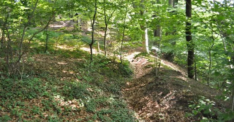 Vén fák tanösvény, találkozás hazánk legnagyobb erdei fenyőjével a Duna-Dráva Nemzeti Parkban