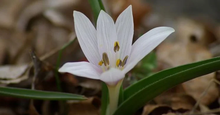 Kikerics túra Szársomlyó 2025