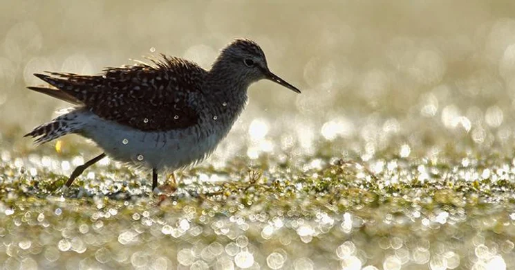 A Dráva élővilága tanösvény