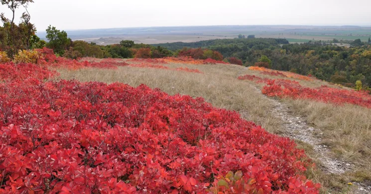 Haraszt-hegyi tanösvény Csákváron, ökotúra a Vértesben, a Duna-Ipoly Nemzeti Parkban