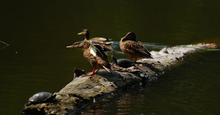 Királyrét tanösvény, ökotúra a Börzsönyben a Duna-Ipoly Nemzeti Parkban