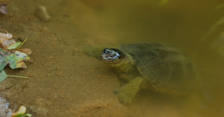 Királyréti tanösvény Szokolya