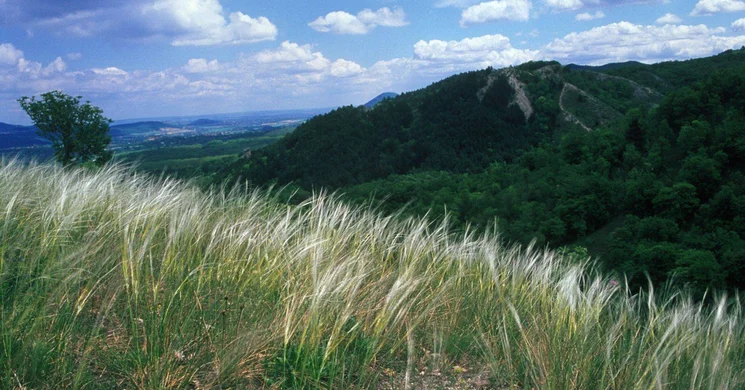 Nagy-Szénás tanösvény Nagykovácsi