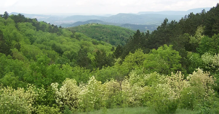 Nagy-Szénás tanösvény Nagykovácsi, ökotúra a Budai-hegységben