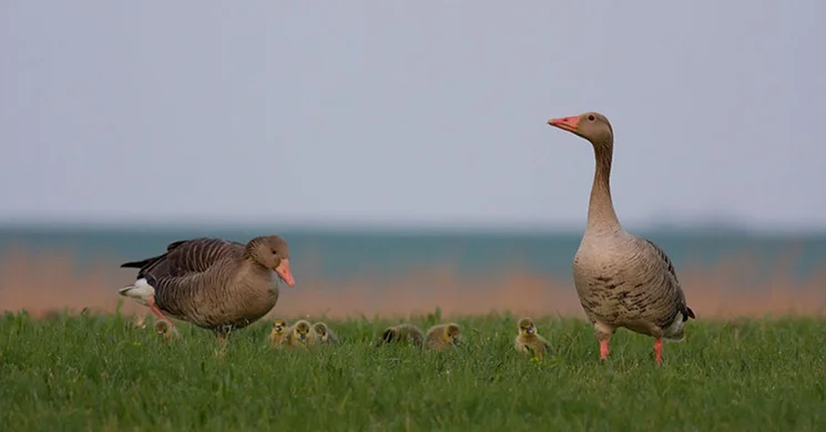 Madárdal tanösvény Dinnyés