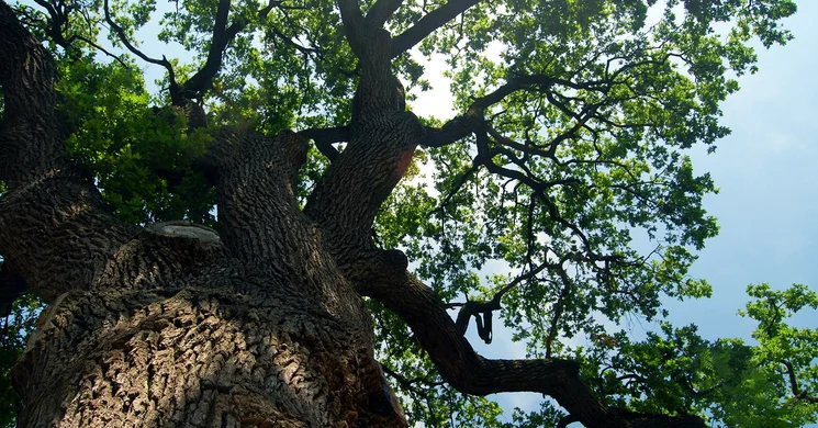 Pálfája tanösvény, kirándulás a Duna-Ipoly Nemzeti Parkban, a Duna-Tisza-közében Nagykőrösön