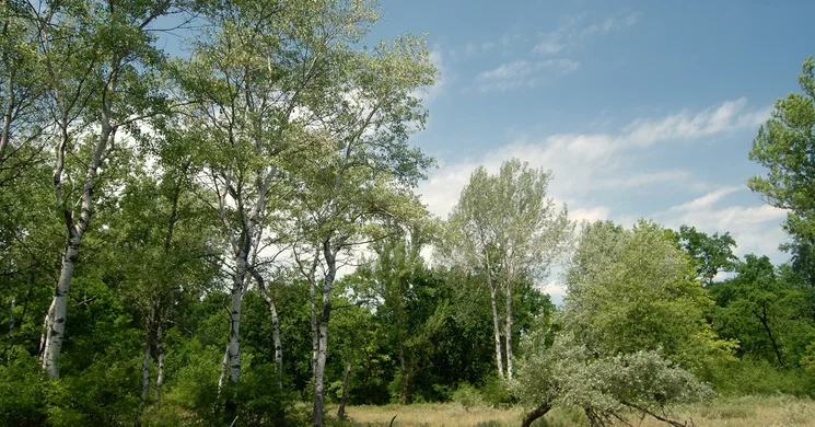 Pálfája tanösvény Nagykőrös