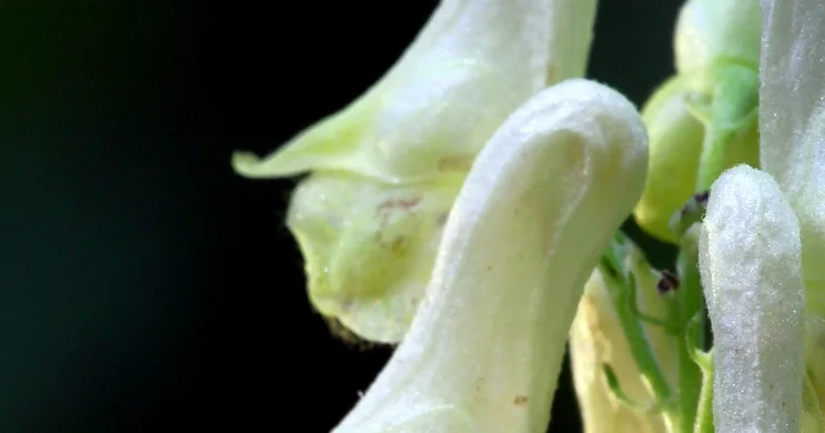 Sisakvirág tanösvény Nagykovácsi