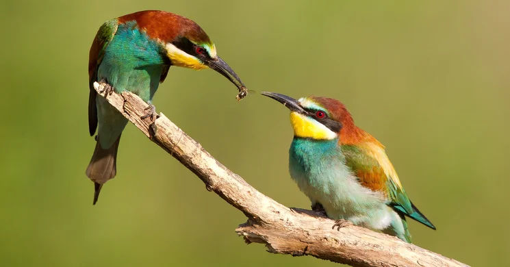 Gólyahír Tanösvény