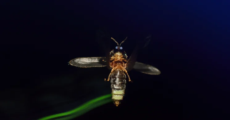 Szentjánosbogár programok 2025. Túrák a Duna-Ipoly Nemzeti Parkban