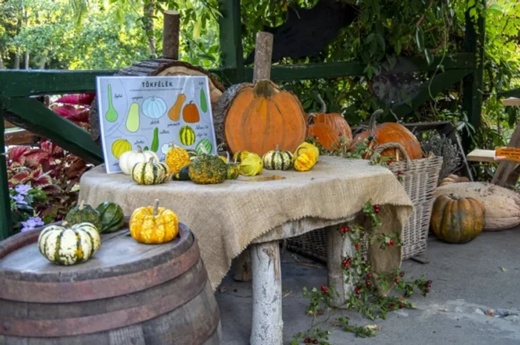 Tök Jó Nap Szeged 2026 - A Füvészkertben főszerepben az ősz népszerű finomságai, a tökfélék