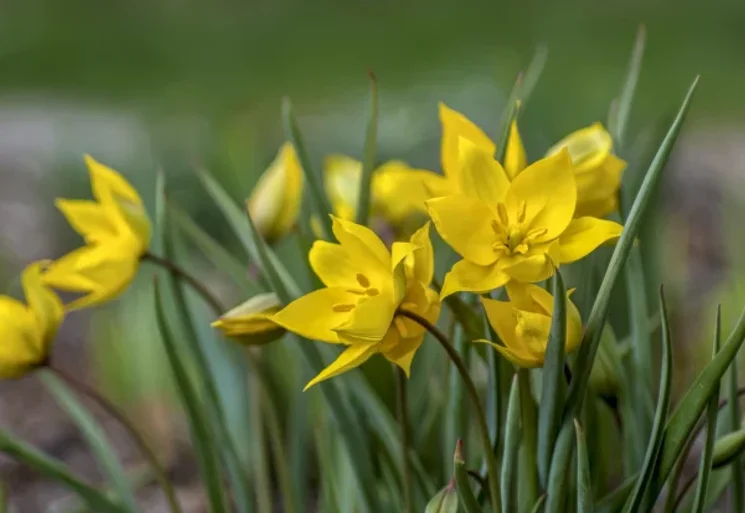 Tulipán Napok Szeged 2026. Tavaszköszöntő tulipán napok a Füvészkertben