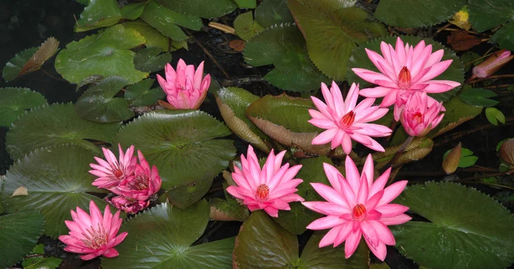 Víz Világnapja Hévíz 2025