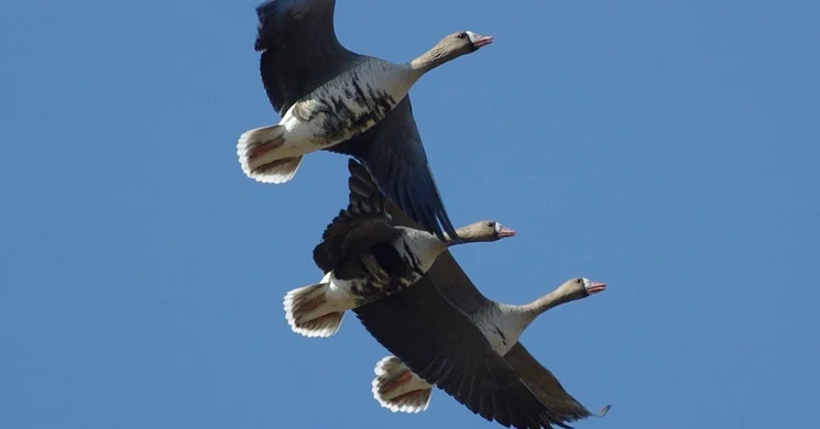 Hortobágyi Libanap 2025