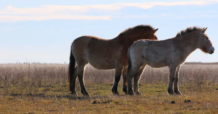 Hortobágyi Vadaspark programok 2026