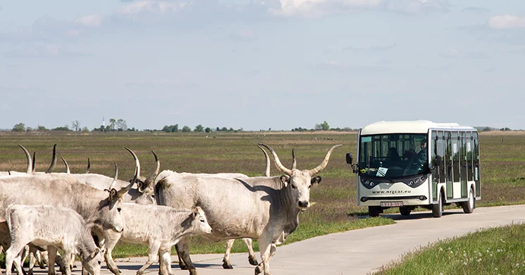 Puszta járat Hortobágy