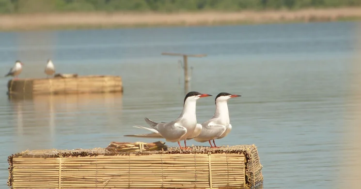 Magyar Nemzeti Parkok Hete programok 2025. A Hortobágyi Nemzeti Park programjai