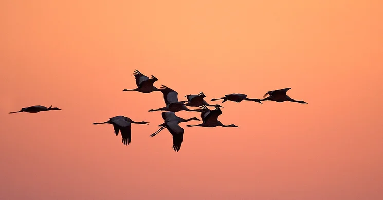 Daruvonulás Hortobágy 2025. Vezetett túrák a darvak nyomában