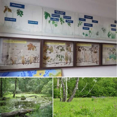 Bátorligeti Ősláp és Őslápmúzeum