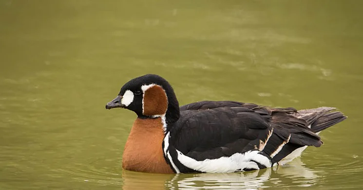 Vadlúd vonulás a Hortobágyon 2025