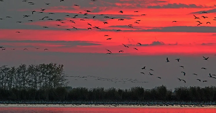 Vezetett túrák a darvak nyomában 2025. Daruvonulás a Hortobágyi Nemzeti Parkban