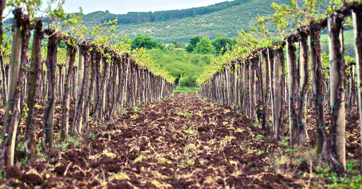 Kiss Attila Élménybirtok