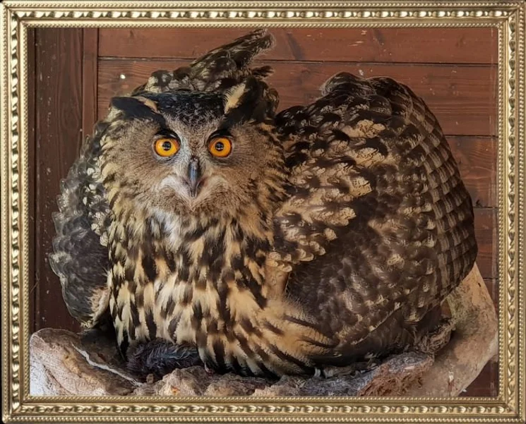 Madarak és Fák Napja 2026. Körös-Maros Nemzeti Park