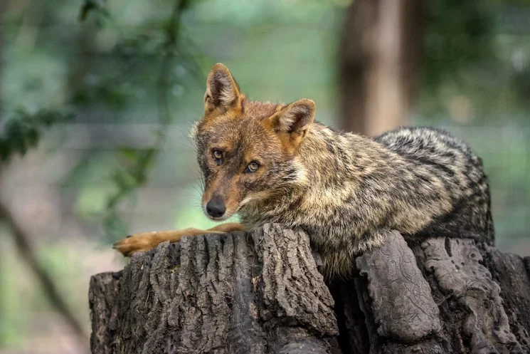 Látványetetések Szarvas 2026 - Ünnepi látványetetés és állatismertető a Körösvölgyi Állatparkban