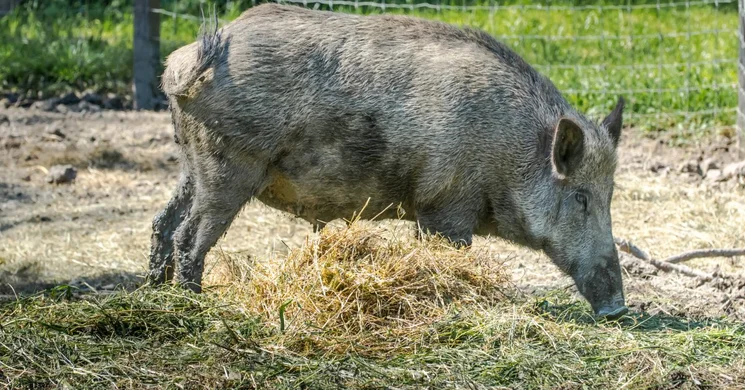 A vaddisznó bemutatása a Körösvölgyi Látogatóközpont és Állatparkban
