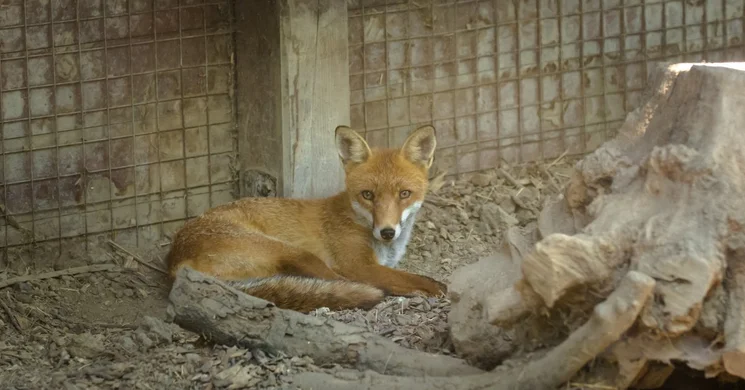 A róka bemutatása. Szünidei állatmustra a Körösvölgyi Látogatóközpont és Állatparkban