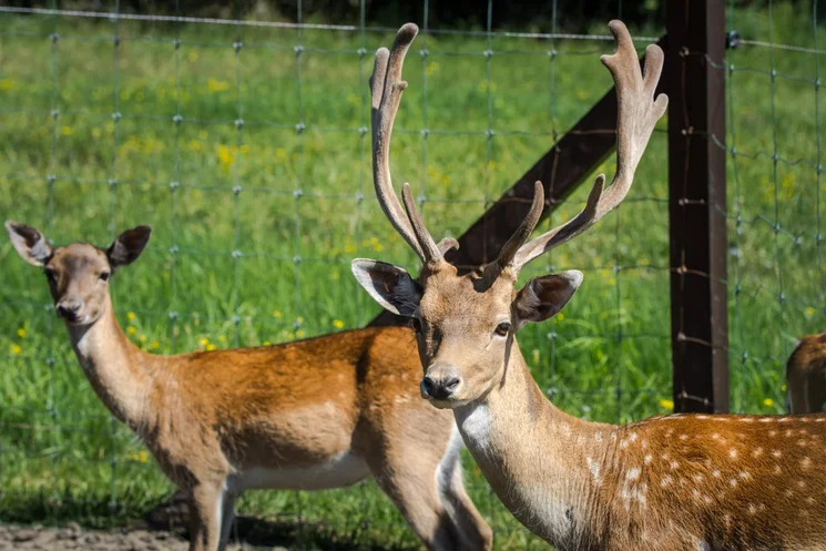 Élmény napközis nyári tábor 2026 - Állatparki Kalandozoo tábor Szarvason