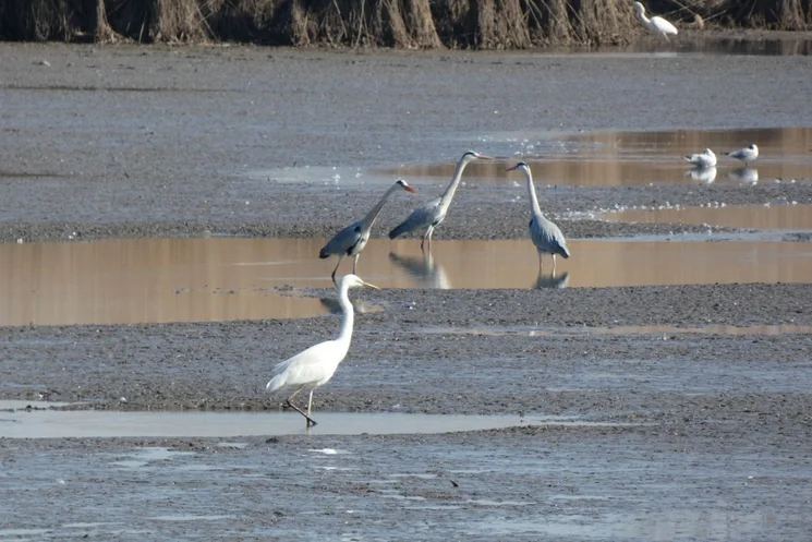 Európai Madármegfigyelő Napok 2026 Biharugra - Madárgyűrűzés a Körös-Maros Nemzeti Parkban