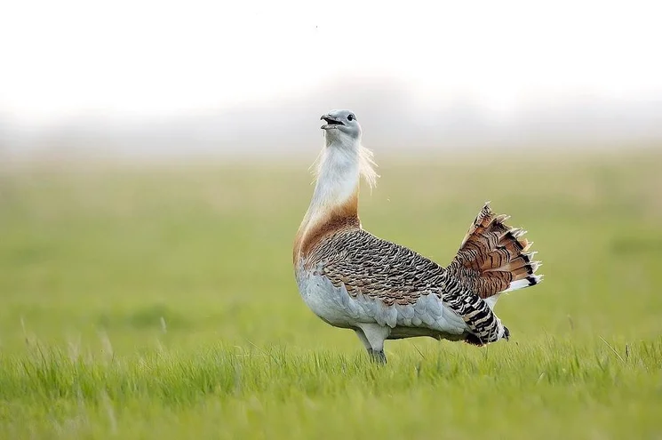 Túzokfesztivál 2026 Dévaványa